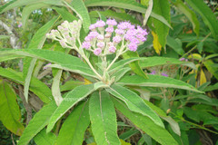 Vernonia comorinensis